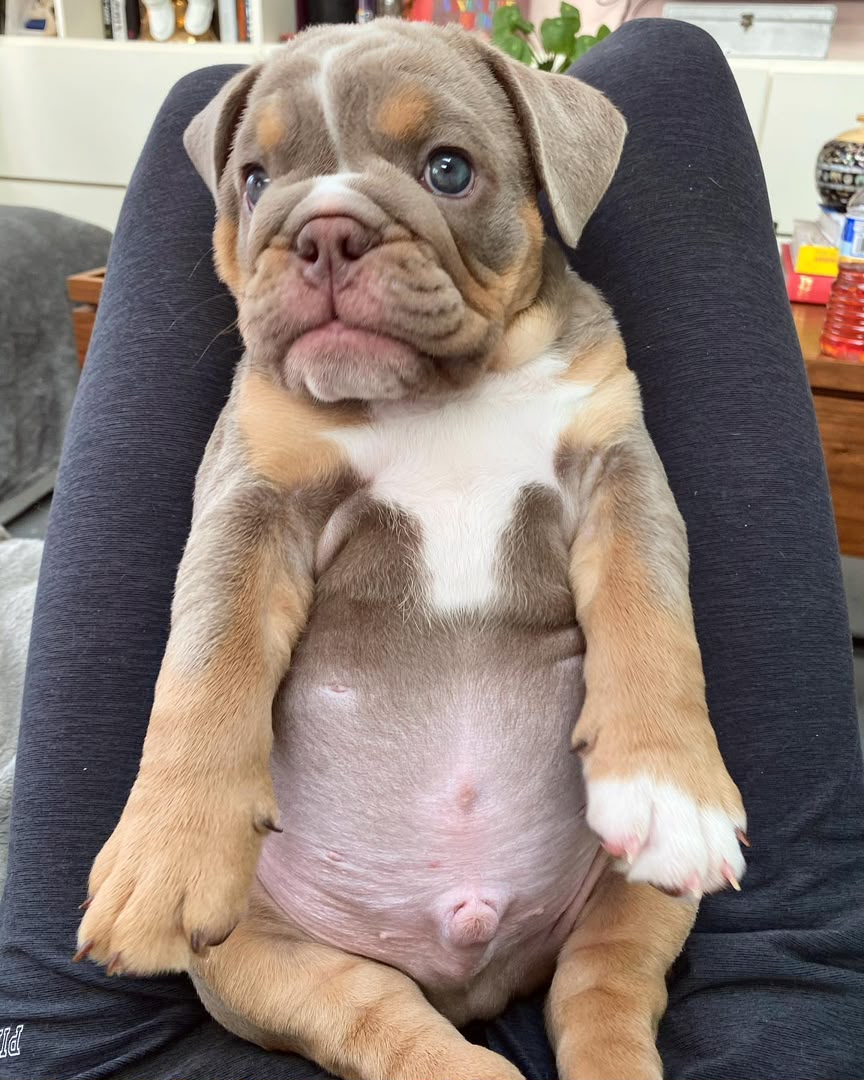 Arnie